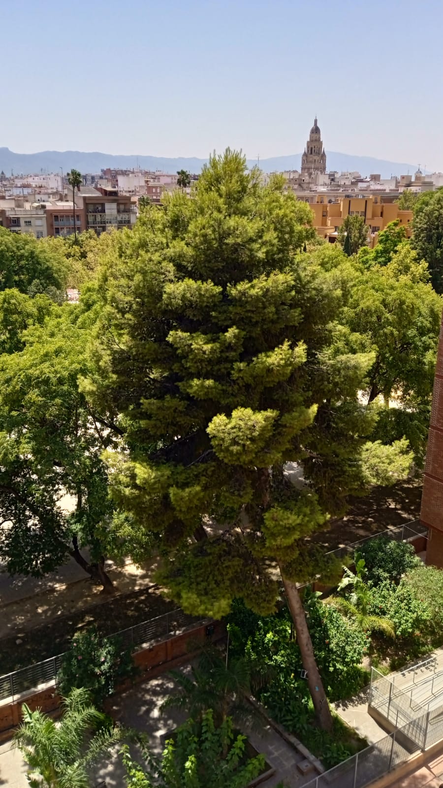 Vista sur hacia la Catedral de Murcia