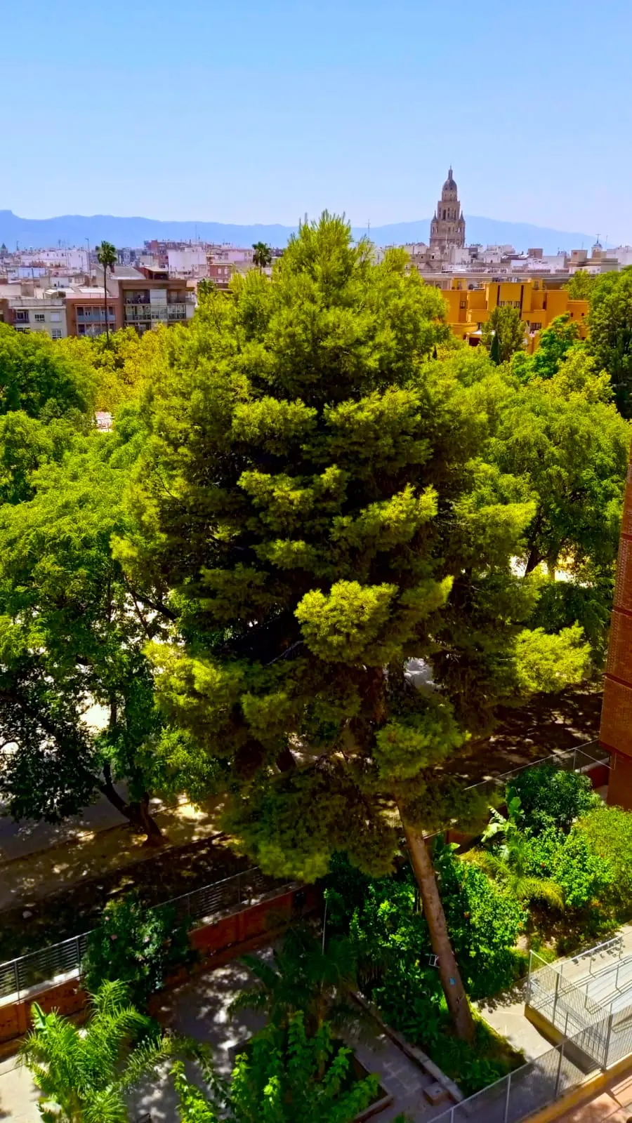 Vista Sur hacia la Catedral de Murcia